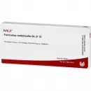 FUNICULUS UMBILICAL GL D12