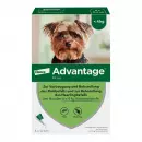 Advantage 40 Собака