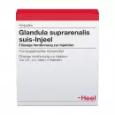 Надчревная железа suis-Инжил