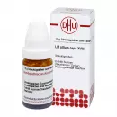 ALLIUM CEPA LM XVIII